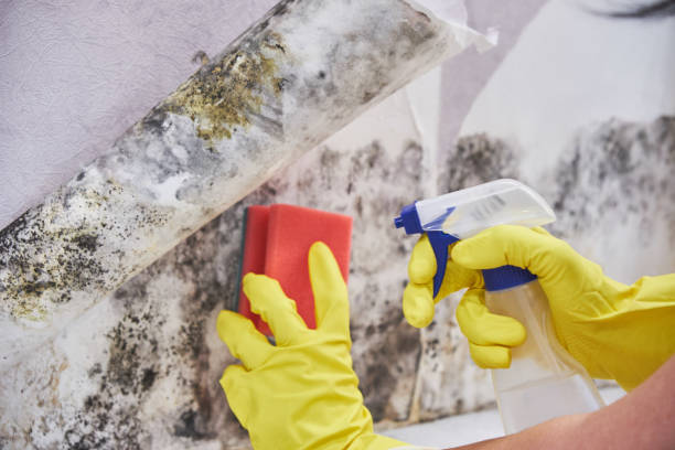 Best Biohazard Mold Removal  in Loving, NM